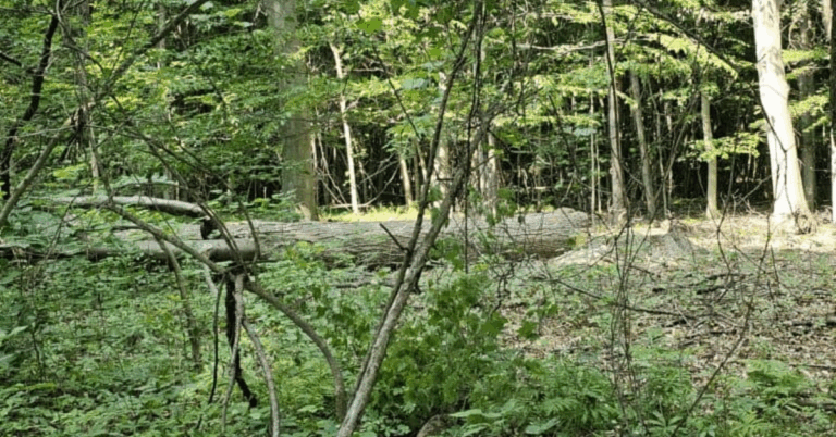 Transform Your Land with Professional Land Clearing Services